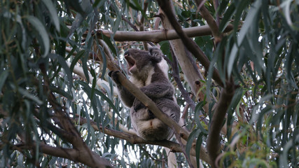 Ein Koala Bär in einem Eukalyptus Baum in Victoria Australien