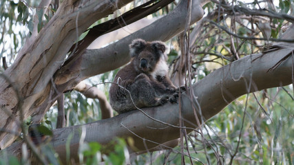 Ein Koala Bär in einem Eukalyptus Baum in Victoria Australien
