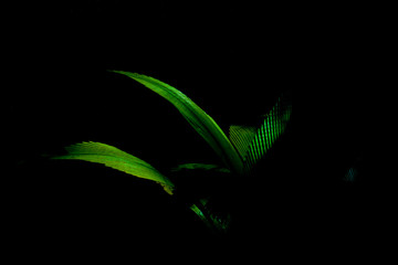 Bright green palm frond