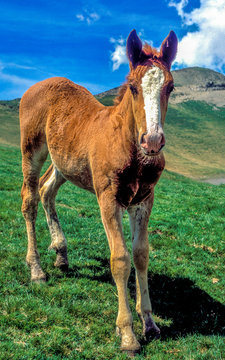 France, Pyrenees, free foal in the mountain
