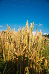 Field of wheat on a sunny day