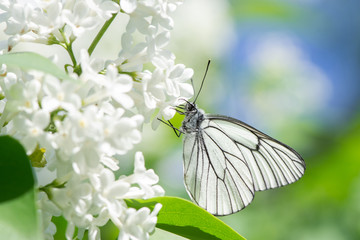 Beautiful butterfly Aporia crataegi closeup collects nectar from a bush of lilac in summer