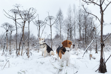 Two dogs walking on winter meadow in snow
