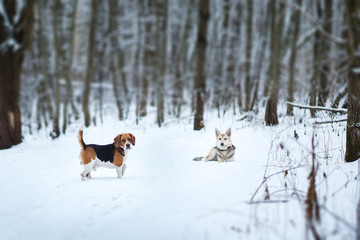 Two dogs walking on winter meadow in snow