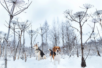 Two dogs walking on winter meadow in snow