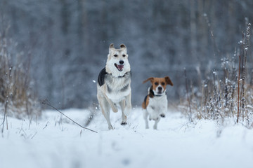 Two dogs walking on winter meadow in snow
