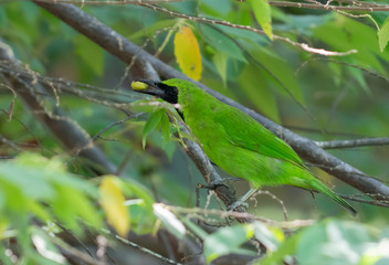 Lesser green leafbird in tree with berry