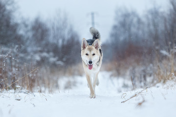 Fototapeta na wymiar Stray dog that lives on the street. Mongrel in the snow