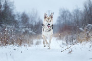 Stray dog that lives on the street. Mongrel in the snow