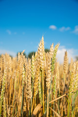 Field of wheat on a sunny day