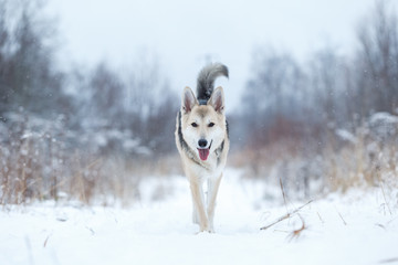 Stray dog that lives on the street. Mongrel in the snow