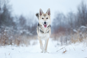 Stray dog that lives on the street. Mongrel in the snow