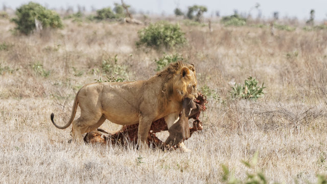 Lion et sa proie