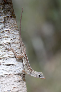 Cuba, Guantanamo area, Humboldt national parc, anolis lezard, Anolis rubibarbus