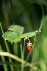 ripe  wild strawberry on green grass