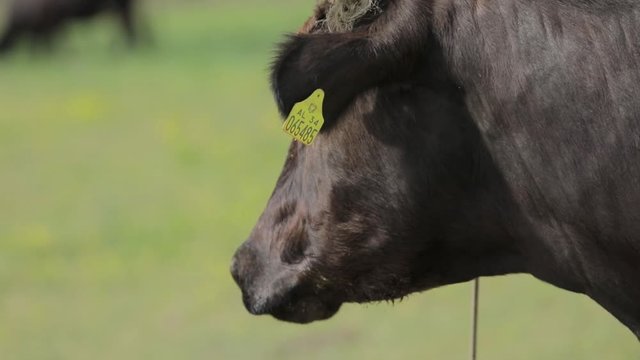 Close Shot of a Black Cow that Grazes in a Meadow