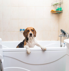 Bathing of the american beagle. Dog taking a bubble bath. Grooming dog.