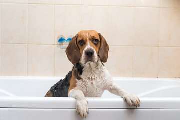Bathing of the american beagle. Dog taking a bubble bath. Grooming dog.