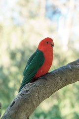 Der Königssittich (Alisterus scapularis) in Victoria Australien auf einem Ast
