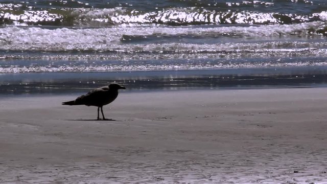LOCKED OFF view of lone sea gull on Paraparaumu beach in New Zealand
