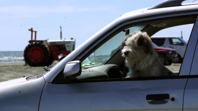 LOCKED OFF view of dog sitting in passenger seat of car with window down parked on beach
