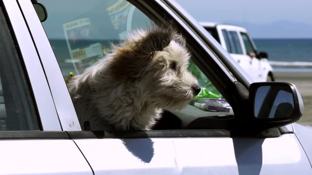 LOCKED OFF view of dog sitting in drivers seat of car with window down parked on beach