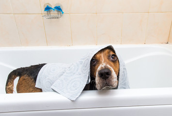 Bathing of the american beagle. Dog taking a bubble bath. Grooming dog.