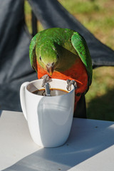 Der Königssittich (Alisterus scapularis) in Victoria Australien trinkt Kaffee aus einer Tasse