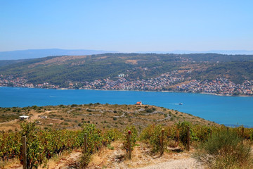 Fototapeta na wymiar Vineyard on a hill above Ciovo island near Split, Croatia. Selective focus.