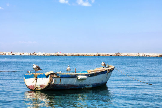 Seagulls on a boat in the port of Procida, Gulf of Naples, Campania region, Italy