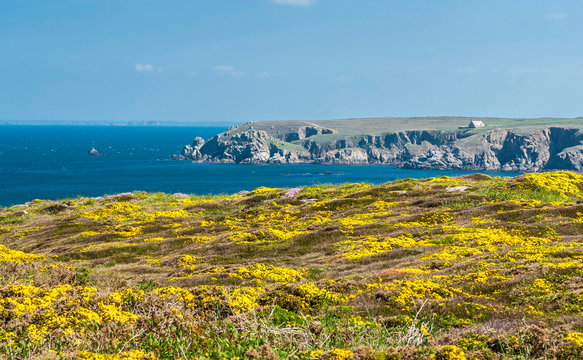 France, Brittany, Pointe du Van, carpet of ulex (Ulex europaeus) by the sea and view on the Chapelle Saint They