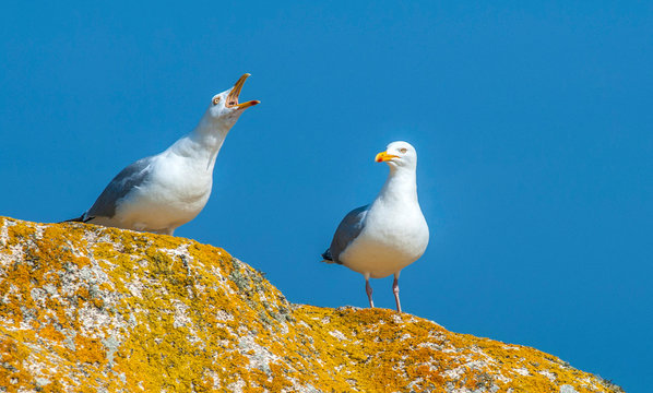 France, Brittany, Ile de Sein, two seagulls on a rock