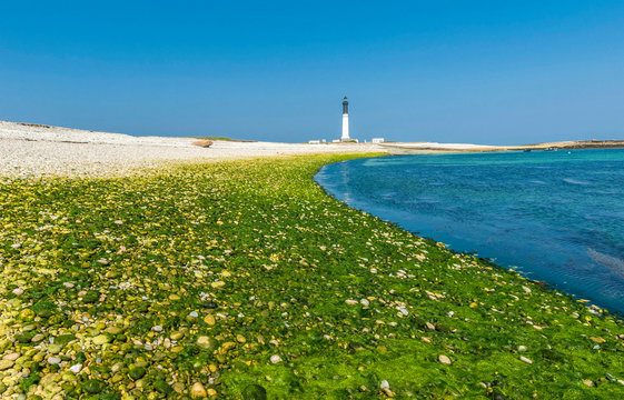 France, Brittany, Ile de Sein, lighthouse, pebble beach and algae