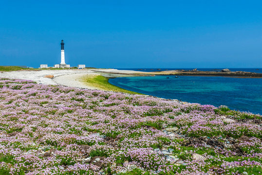 France, Brittany, Ile de Sein, lighthouse and pebble beach with pink sea thrift (armeria maritima)
