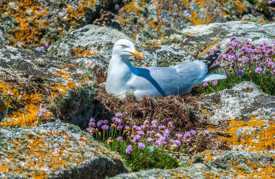 France, Brittany, Ile de Sein, seagull and its nest