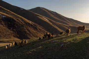 Fototapeta na wymiar Horse ride to lake Song-Kul, Kyrgyzstan, Central Asia