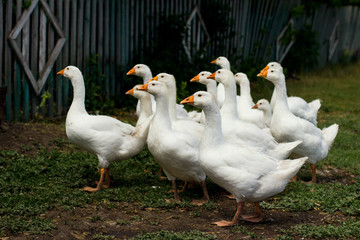 Naklejka na ściany i meble white geese on the farm