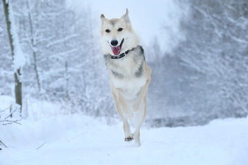 Stray dog that lives on the street. Mongrel in the snow