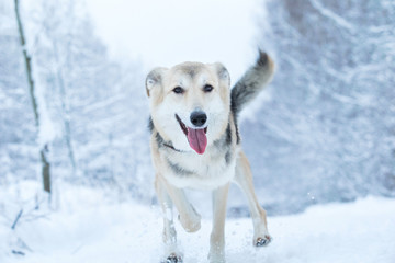 Stray dog that lives on the street. Mongrel in the snow