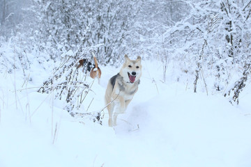 Stray dog that lives on the street. Mongrel in the snow