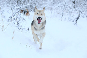 Stray dog that lives on the street. Mongrel in the snow