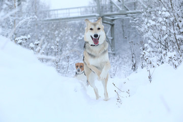 Stray dog that lives on the street. Mongrel in the snow