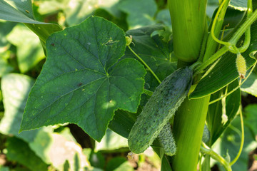 Obraz premium cucumber growing in the garden