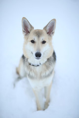 Cute mixed breed dog outside. Mongrel in the snow