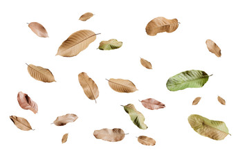 Autumn falling leaves,isolated on white background.