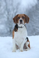 Portrait of a Beagle dog in winter, cloudy day