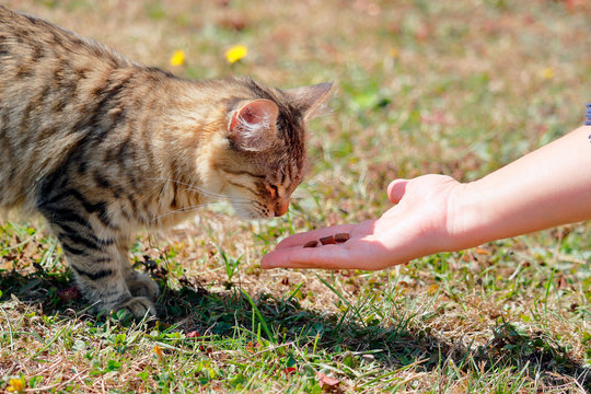 Young cat 5 months old, Bengal breed - Maine Coon, female, watching kibbles placed in the hand of his mistress.