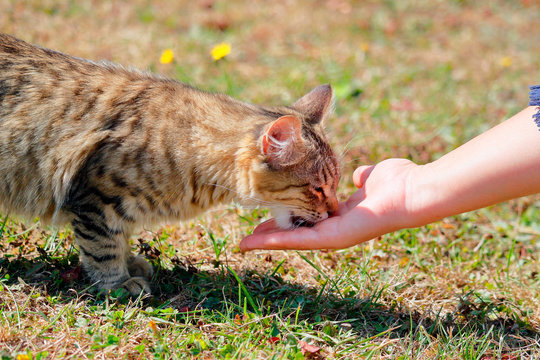 Young cat 5 months old, Bengal breed - Maine Coon, female, eating in the hand of his mistress.
