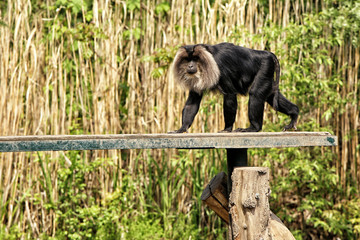 Black monkey with lion mane on the narrow bridge