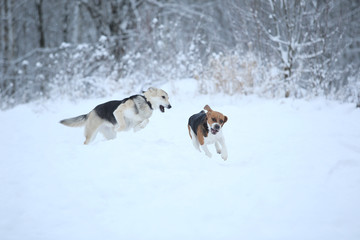 Two dogs walking on winter meadow in snow